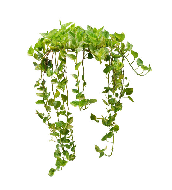 心型绿色杂色叶悬垂藤本植物图片下载