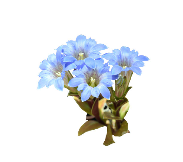 龙胆花(龙胆)图片下载