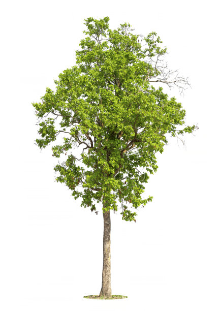 树，孤立的树在白色图片下载