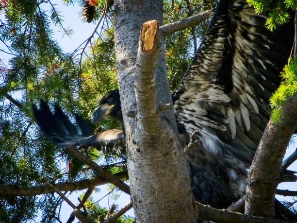 未成年秃鹰图片下载