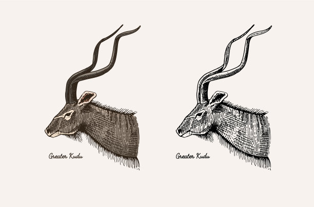 角和角动物，黑斑羚，瞪羚和图片下载