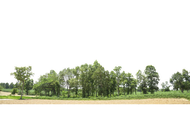 树木在白色背景上孤立成行图片下载