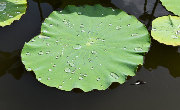荷叶带着雨滴落在池塘上图片下载