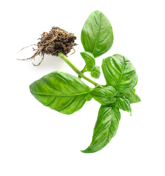 新鲜的罗勒叶孤立在白色背景。图片下载