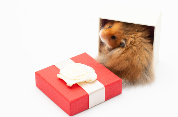 小矮人仓鼠在礼物盒图片下载