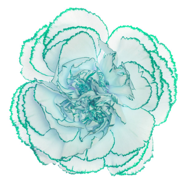 白色花具绿色边缘，孤立在白色上图片下载