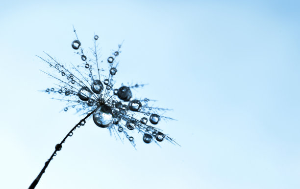 蒲公英种子在灯光下凝结成水滴。美丽的抽象背景。图片下载