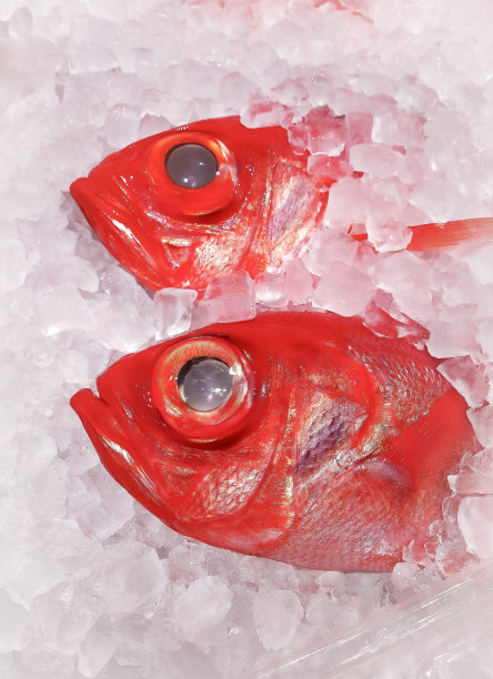冻在冰里的大红眼鲭鱼或金美代鱼。图片下载
