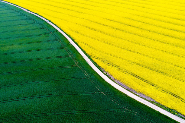道路穿过油菜籽和小麦田。图片下载