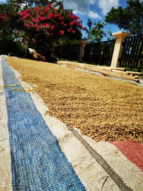 谷物在变成大米之前晾干图片下载