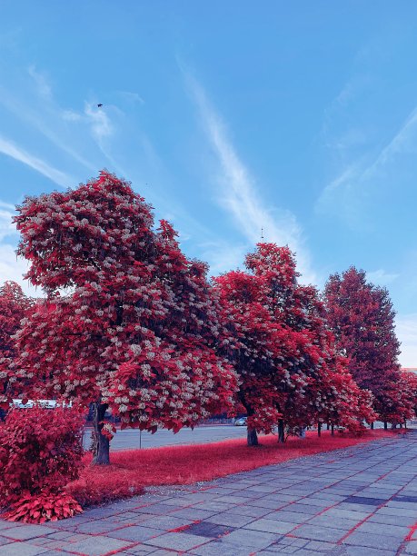 粉红色的植物，粉红色的草和蓝色的天空图片下载