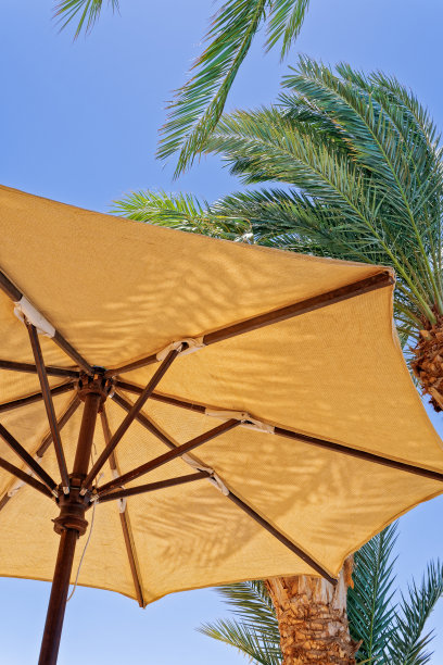 棕榈树和晴空下的沙滩遮阳伞图片下载