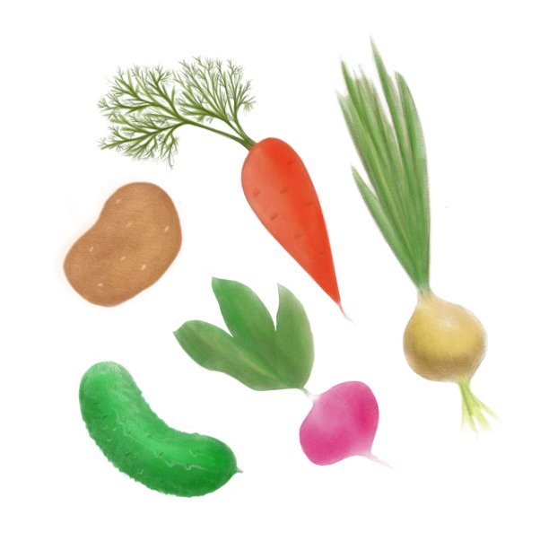 蔬菜组手绘铅笔插图胡萝卜，土豆，萝卜，洋葱，黄瓜图片下载