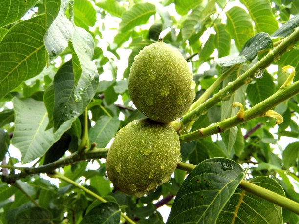 绿色的核桃在核桃树图片下载