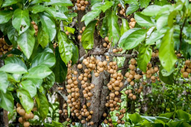 越南湄公河三角洲干苴市的水果花园图片下载