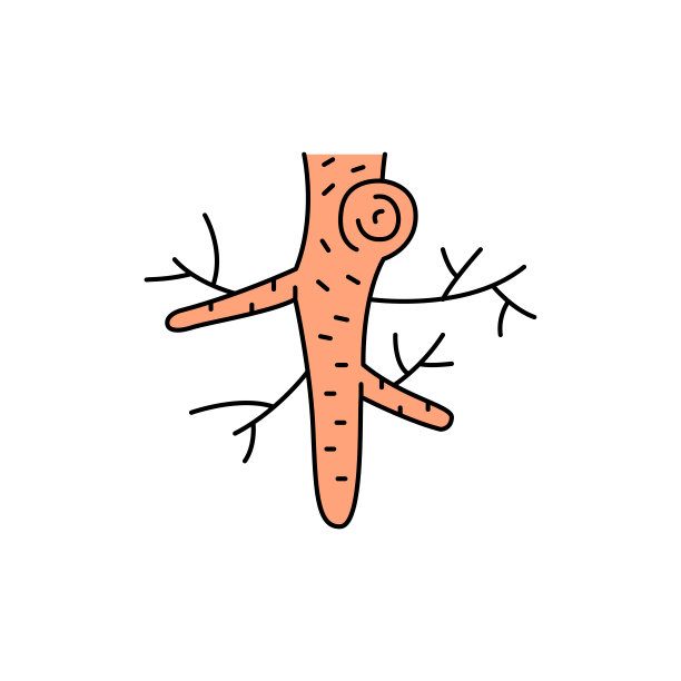 山葵根颜色线图标。精油、水果种子。图片下载