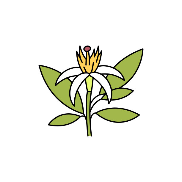 橙花色线图标。精油。象形文字用于网页、手机应用、促销。图片下载