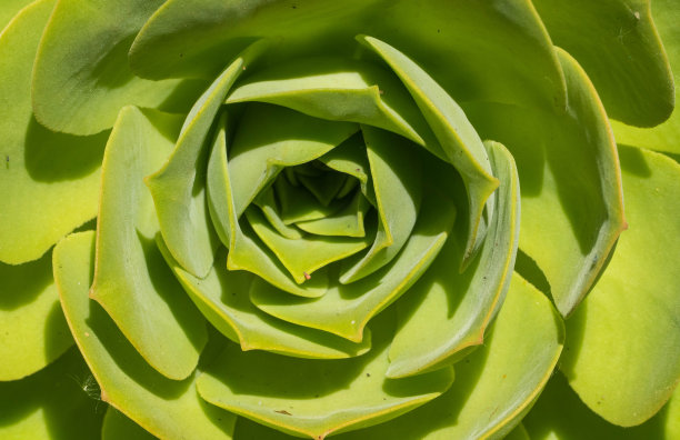 在肉质植物里面图片下载