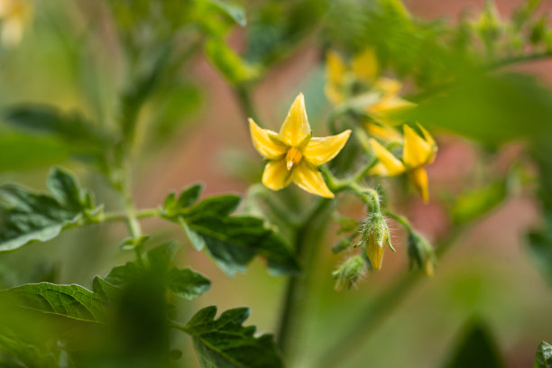 近距离的黄色西红柿花在花园里图片下载