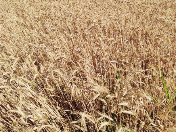 黄色麦田俯视图图片下载