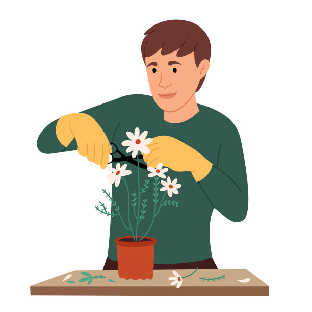 男人修剪花。花商，担心花园里的花。园艺。爱好。图片下载