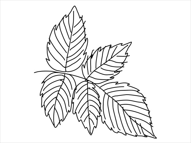 涂鸦风格的覆盆子叶图片下载