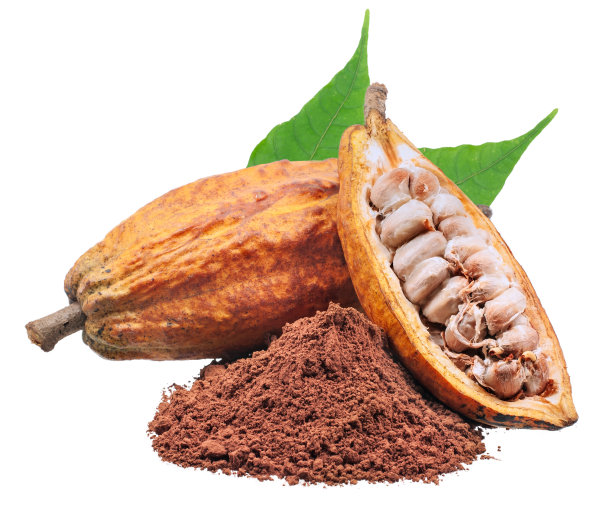 可可或可可果实孤立在白色背景图片下载