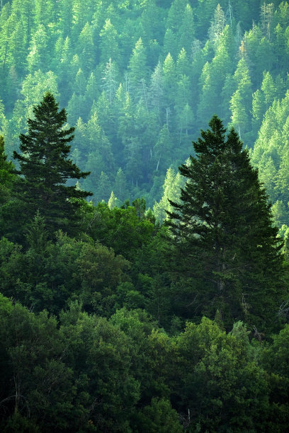 荒山松林中松树新长绿意盎然图片下载