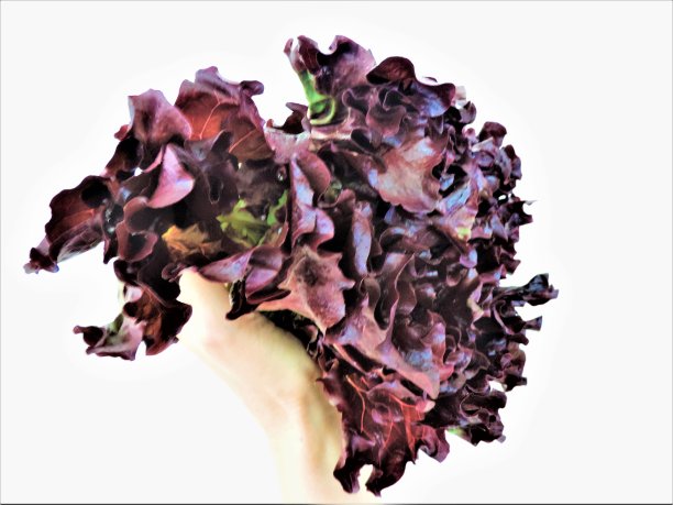 阳光明媚的生菜：色彩鲜艳，新鲜美味图片下载