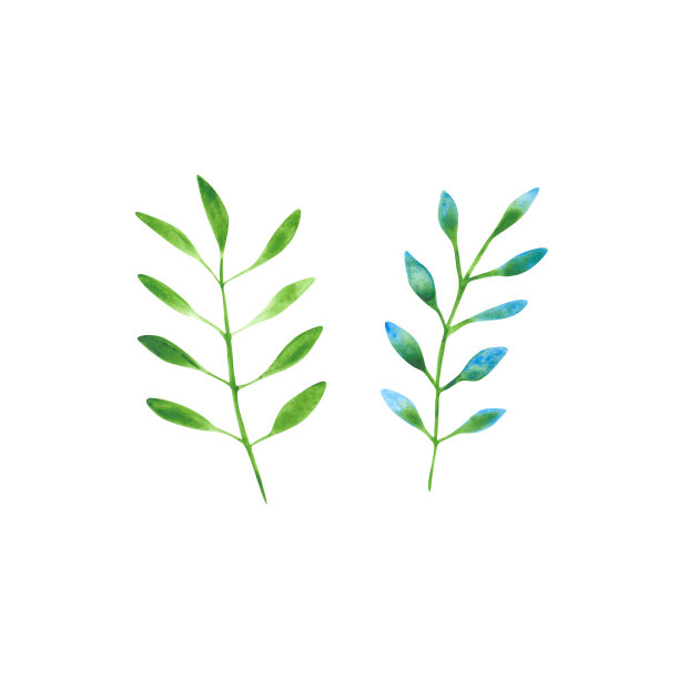 彩色的水彩叶子孤立在白色的背景。2个绿色和蓝色的花卉物品为您的设计。热带分支插图。明亮的外来植物。图片下载