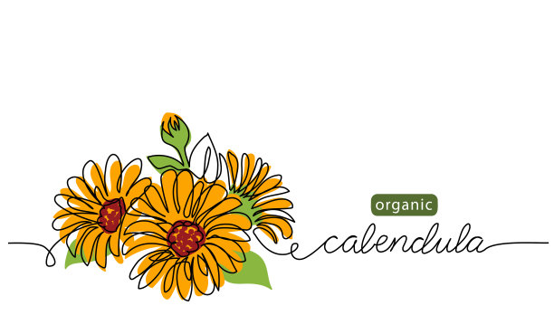 金盏花、金盏花矢量插图，背景标签设计。一个连续的线条艺术插图与字母有机金盏花图片下载