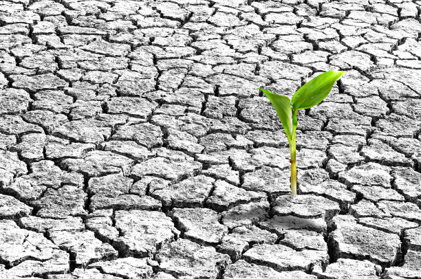 绿色植物和干燥的土壤戏剧性的长夏天。图片下载