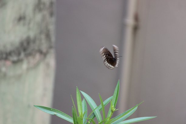 飞翔的蝴蝶图片下载