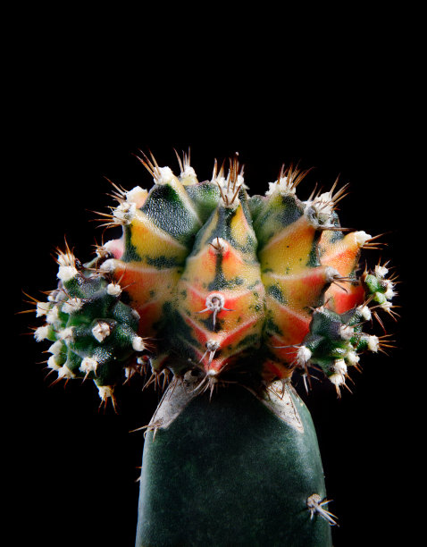 美丽的杂交种密汉诺维奇图片下载