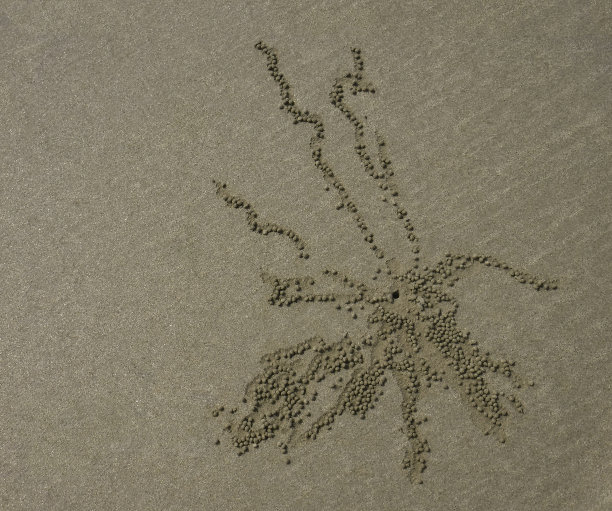 海滨泡沙蟹(章鱼)图片下载