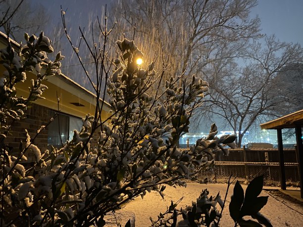 后院的雪图片下载