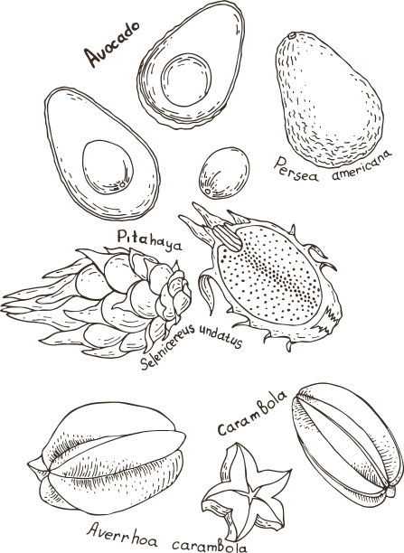 杨桃、鳄梨和火龙果图片下载