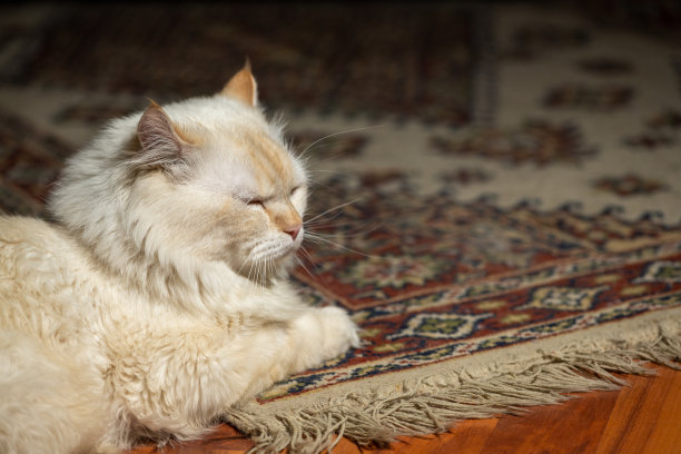 白猫在土耳其地毯上休息图片下载