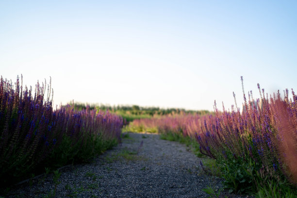 野生的薰衣草场图片下载