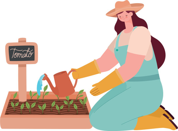 女人种植番茄图片下载