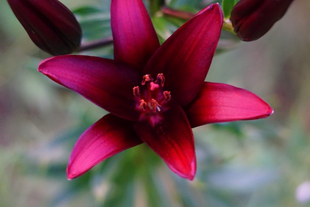 近看充满活力的紫色亚洲百合。微距照片单朵百合开花。图片下载