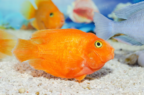 一只大金鱼，在一个水族馆的散焦背景上图片下载