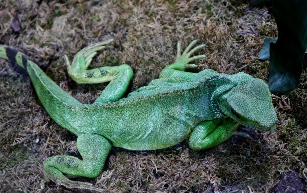 从上面的蜥蜴图片下载