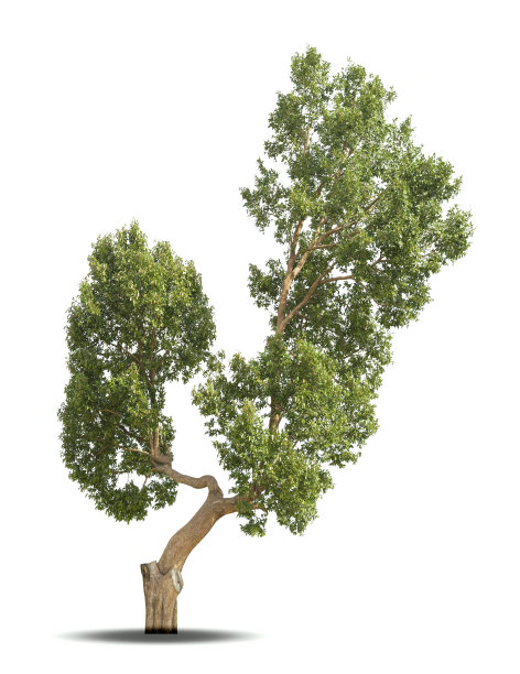 树，白色背景上孤立的树图片下载