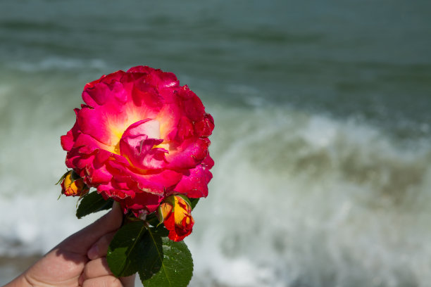 在大海的背景下，手捧奢华的盛开的粉红玫瑰图片下载