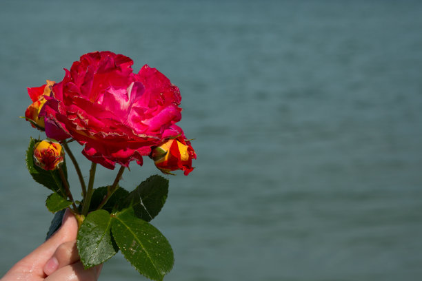 在大海的背景下，手捧奢华的盛开的粉红玫瑰图片下载