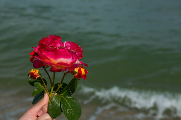 在大海的背景下，手捧奢华的盛开的粉红玫瑰图片下载