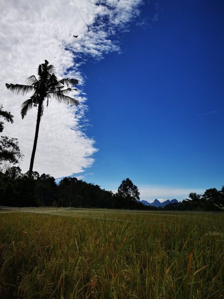 田野和树木的乡村景色图片下载