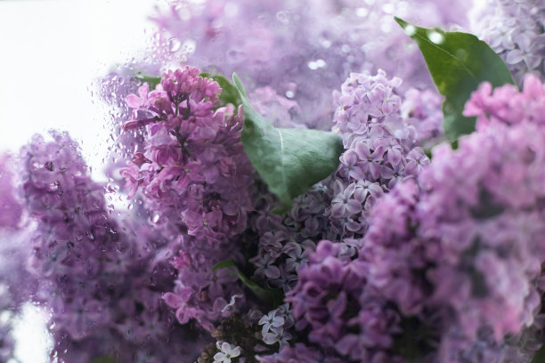 滴在玻璃温室的花朵上图片下载