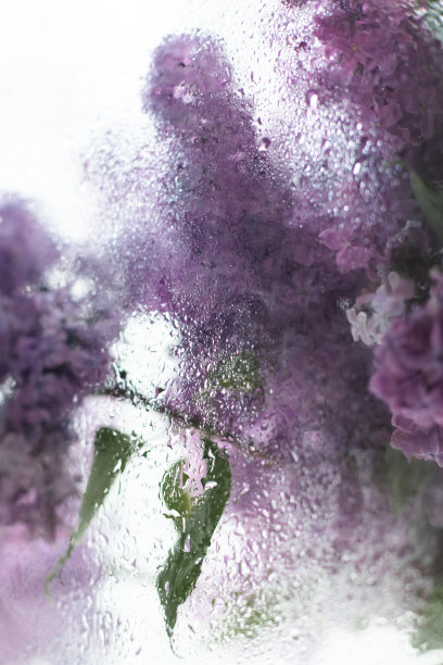 滴在玻璃温室的花朵上图片下载